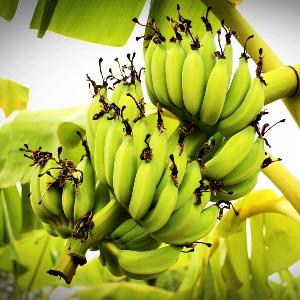 Banane Plantain | Alloco